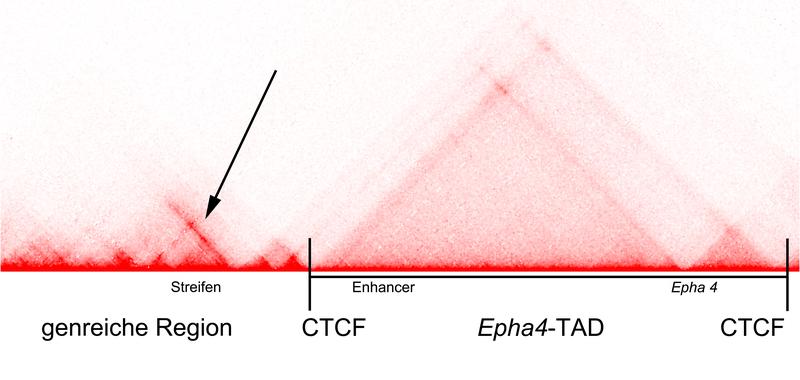 Diese „Heat Map“ zeigt einen Teil der Struktur des Epha4-Locus. 