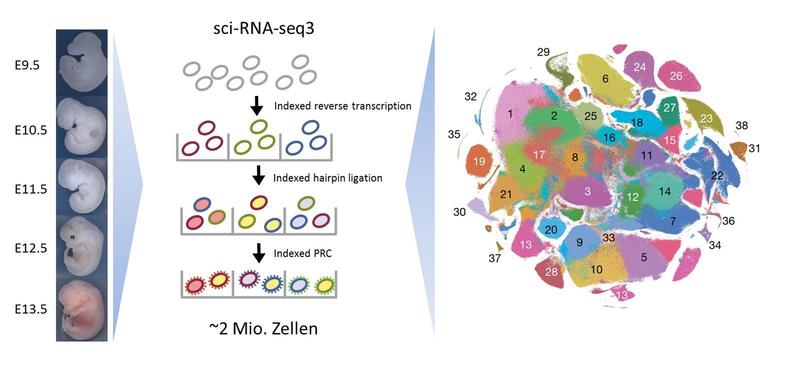 Übersicht über das Single Cell Combinatorial Indexing zur Markierung des Transkriptoms von Einzelzellen. 