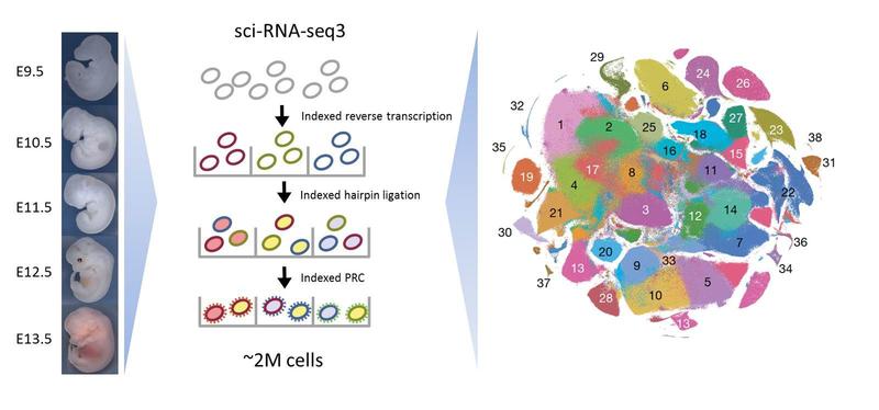 Overview of Single Cell Combinatorial Indexing for labeling the transcriptome of single cells.