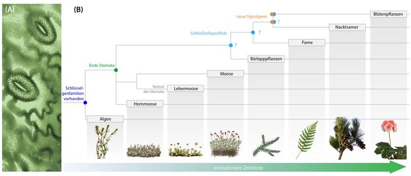 Blattporen auf der Oberfläche eines Farnblatts, von zwei nierenförmigen Schließzellen umgeben. Rechts mutmaßlich wichtige Zeitpunkte im Verlauf der Evolution der Signalwege zur Funktion der Blattporen