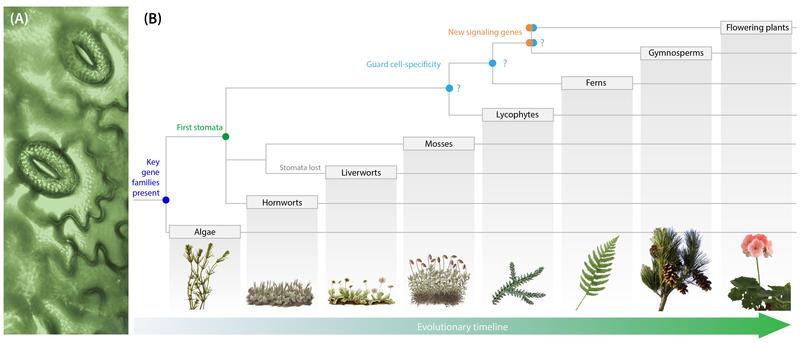Stomatal pores on the surface of a fern leaf, surrounded by kidney-shaped guard cells. On the right predicted timing of important moments in the evolution of signalling pathways.