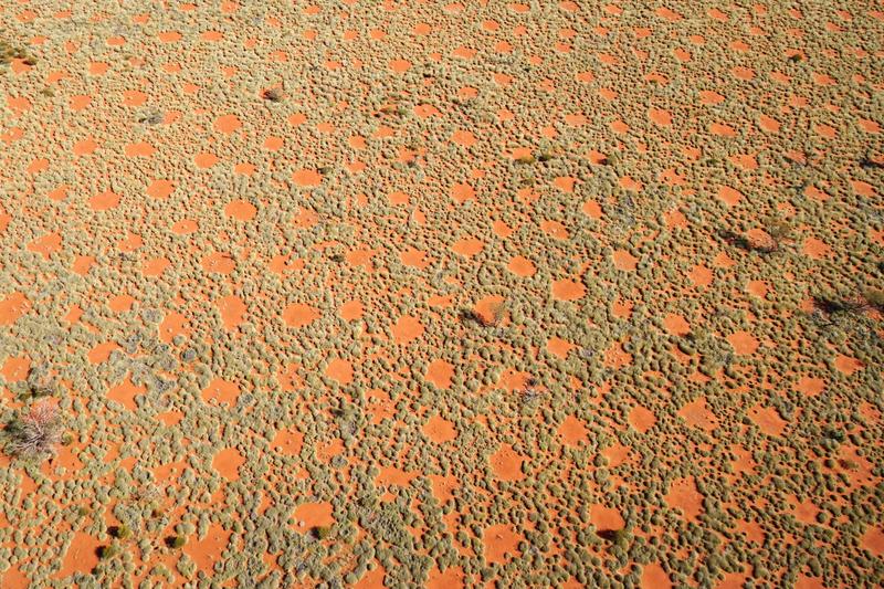 The fairy circles seen from the air. They form an additional source of water in this arid region, because the rainwater flows towards the grasses on the edge.