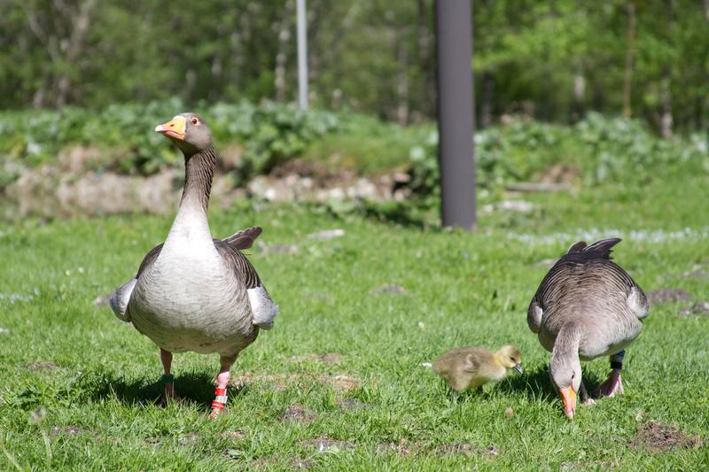 Die Studie befasst sich mit den geschlechtsspezifischen Unterschieden im elterlichen Verhalten von Graugänsen.