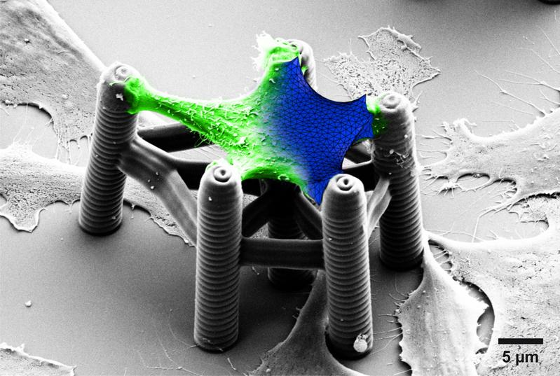 Der 3D-Druck ermöglicht viele große und sehr kleine Anwendungen: Mit spezieller Tinte können etwa Biogerüste für Zellgewebe entstehen (Foto: Martin Bastmeyer, KIT)