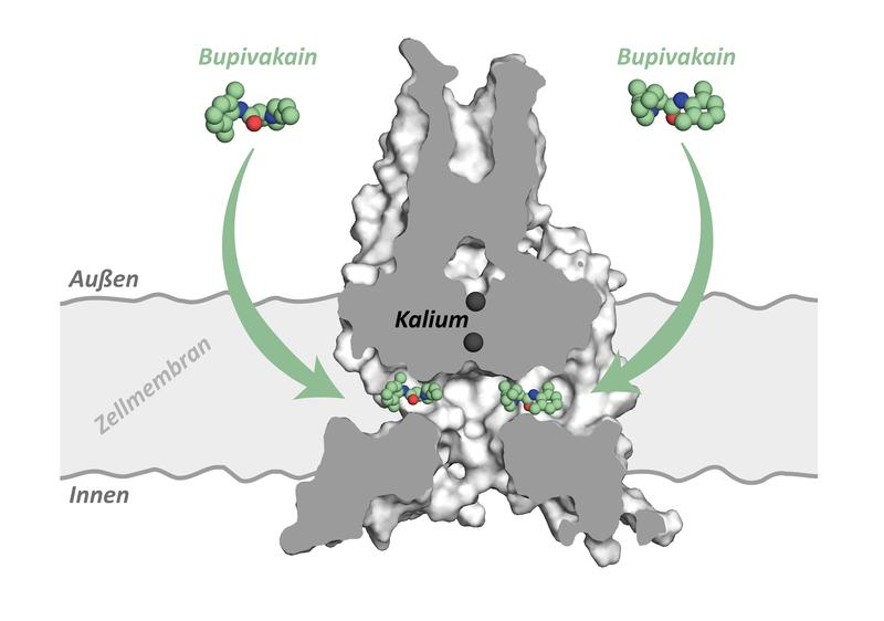 Das Narkosemittel Bupivakain bindet in den seitlichen Einbuchtungen des Ionenkanals ... (vollst. BU: www.uni-marburg.de/de/aktuelles/news/2019/angriff-von-der-Seite-hemmt-Teilchenfluss)