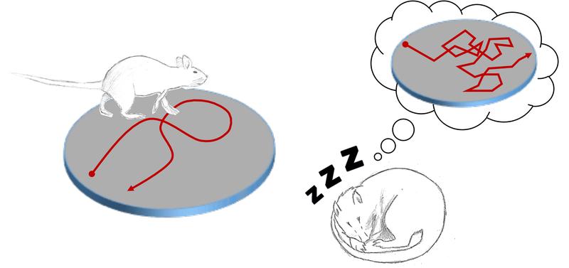 Nachdem die Ratte eine offene Umgebung erkundet hat, wiederholen die Neuronen im Schlaf die Orte, die das Tier besucht hat – allerdings auf zufälligen Routen.