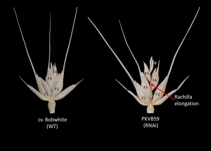 Ährchenmorphologie der Brot Weizen-Sorte Bobwhite und eines transgenen Derivats, das ein GNl1-RNAi­Konstrukt enthält. 