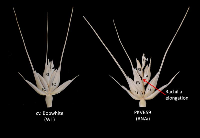 Spikelet morphology of bread wheat cv. Bobwhite and of a transgenic derivative harboring a GNl1-RNAi construct. 