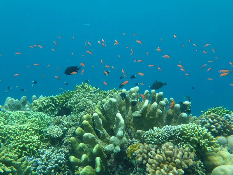 Korallen, Schwämme und Barsche zählen zu den vielfältigen Bewohner der Riffe vor der Pazifikinsel Guam. 