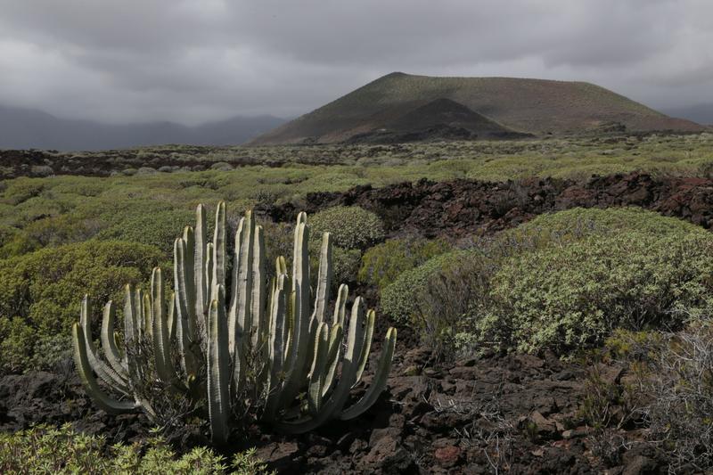 Nicht nur Unterschiede in Klima und Geologie, sondern auch die Verfügbarkeit von Symbionten wie dem Mykorrhiza-Pilz beeinflussen die Pflanzenvielfalt, wie hier an der trockenen Ostküste Teneriffas.