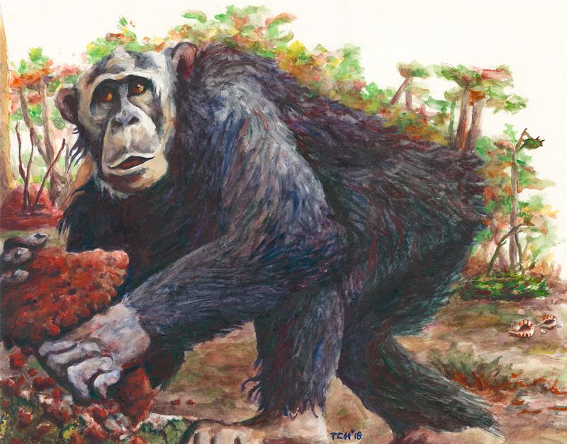 Zeichnung eines Östlichen Schimpansen (Pan troglodytes schweinfurthii) der Region Bili-Uéré im Norden der Demokratischen Republik Kongo. 