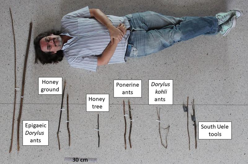 Werkzeug zur Entnahme von epigäischen Treiberameisen, Honig (Boden), Honig (Baum), Stechameisen (Ponerinae) und Ameisen der Art Dorylus kohli; Werkzeuge aus Süd-Uele.