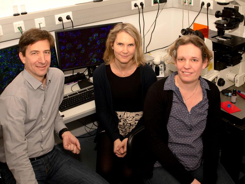 Erforschen die Ursache von Epilepsien (von links): Prof. Dr. Dirk Dietrich, Prof. Dr. Susanne Schoch und Dr. Karen van Loo im Institut für Neuropathologie des Universitätsklinikums Bonn. 