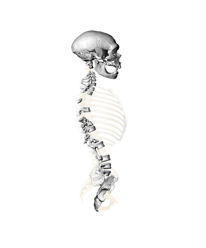 Virtuelle Rekonstruktion der Wirbelsäule des Skeletts von La Chapelle-aux-Saints, basierend auf hochauflösenden 3D-Oberflächenscans der Wirbel und des Beckens. (Bild: Martin Häusler, UZH) 