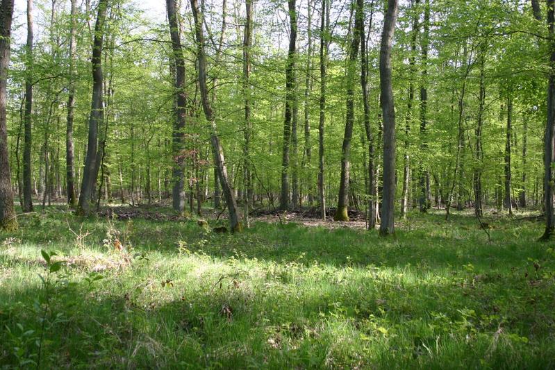  Wälder binden großen Mengen an CO2 – und wirken so der Klimaerwärmung entgegen. (Foto: Gabi Zachmann, KIT)