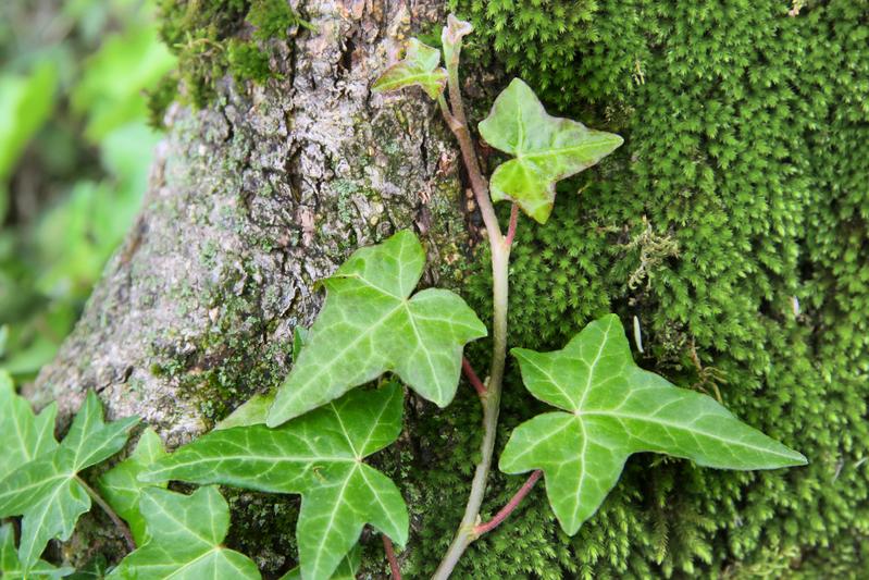 Robots shall learn to climb like ivy. Foto: cmfotoworks/stock.adobe.com 