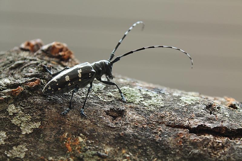 In Marly wurden neben gelb auch weiss gefleckte Asiatische Laubholzbockkäfer gefunden. An der WSL durchgeführte genetische Analysen zeigten, dass sich beide im Erbgut nicht unterscheiden.