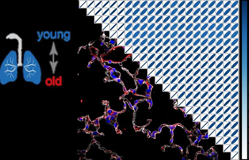 Multi-omics Analyse der Lungenalterung