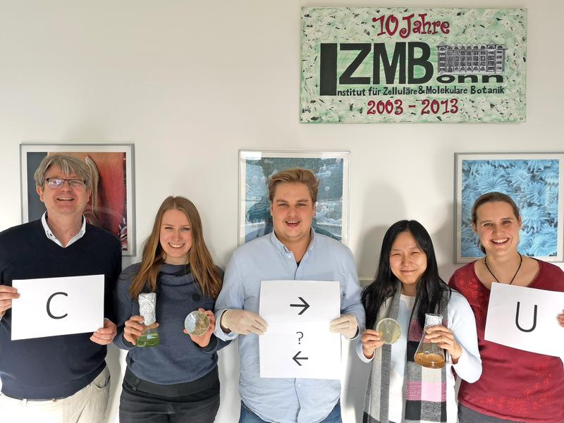 Volker Knoop, Elena Lesch, Bastian Oldenkott, Yingying Yang and Mareike Schallenberg are investigating RNA editing. One of the building blocks (cytidine, C) is converted into another (uridine, U). 