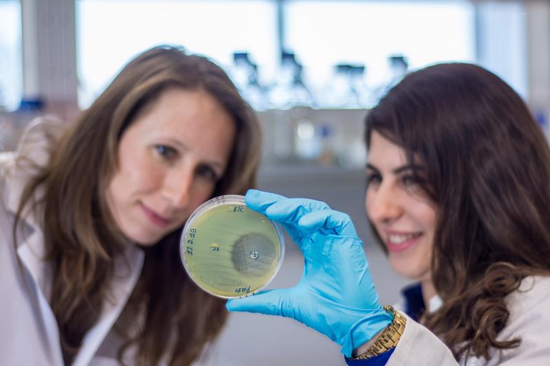 An agar plate demonstrates the inhibitory effect of Pseudomonas bacteria: The pathogen Bacillus thurigiensis cannot thrive next to them. 