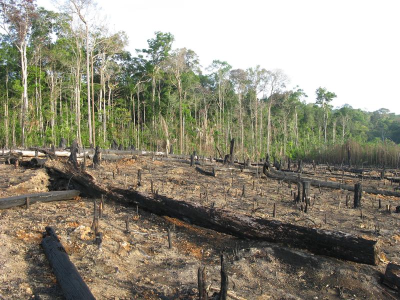 Bevölkerungs- und Wirtschaftswachstum treiben die Umwandlung vielfältiger Naturräume zu Agrarflächen voran - trotz verbesserter Umweltbilanz der Landnutzung.