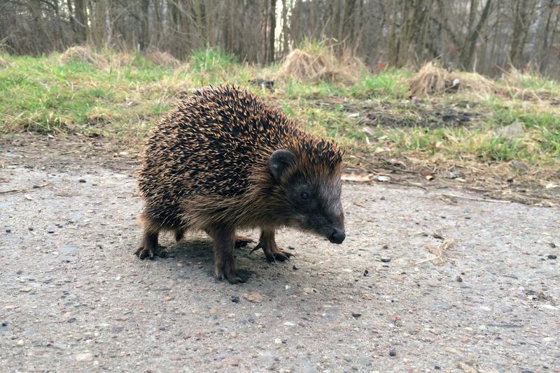 Igel in Berlin-Buch.