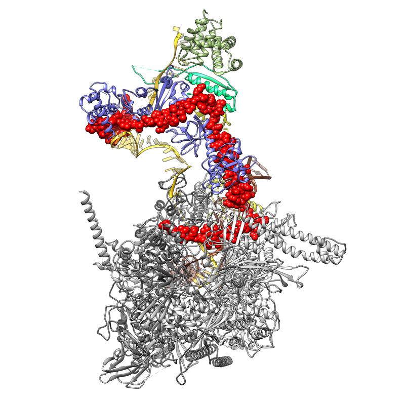 Dreidimensionale Struktur des Komplexes aus bakterieller RNA-Polymerase (hell- und dunkelgrau) und dem viralen Protein Lambda-N (rot).
