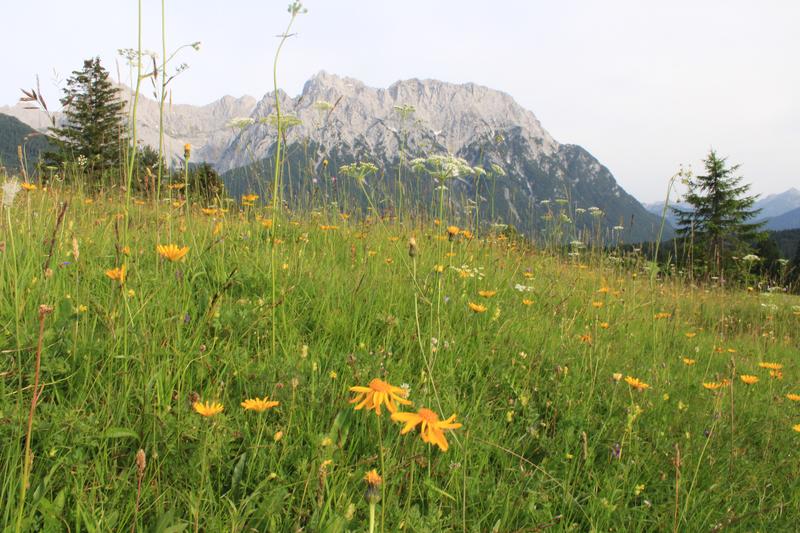 Mittig im Vordergrund auf einer Alpen-Wiese: Echte Arnika (Arnica montana).