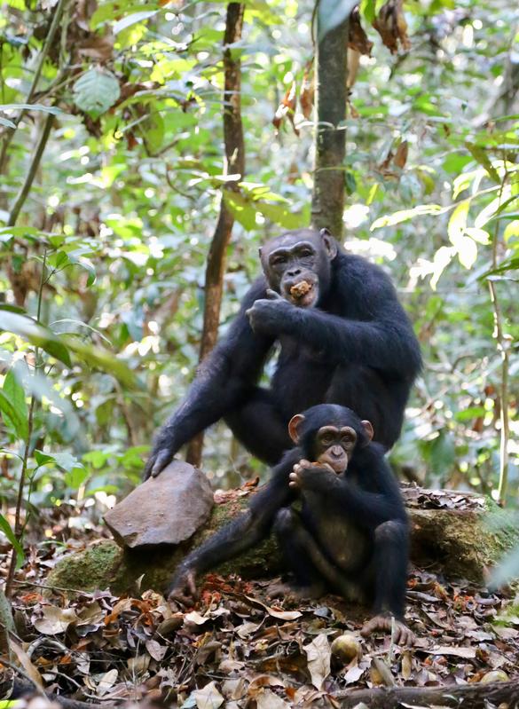 Schimpansen im Taï-Wald an der Elfenbeinküste beim Nüsse knacken mit einem Steinhammer. 