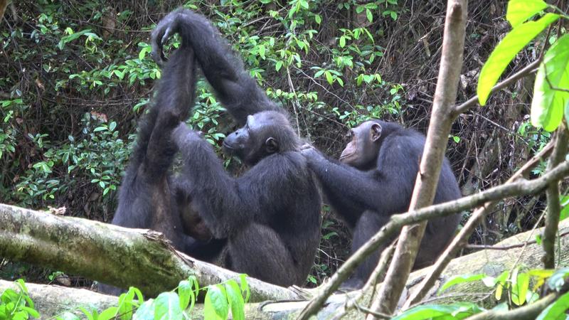 Männliche Schimpansen der Rekambo-Gruppe bei der Fellpflege im Loango Nationalpark, Gabun. 
