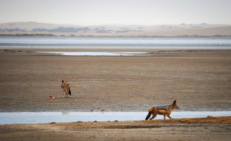 Schakale beim Verzehr von Wasservögeln in Namibia