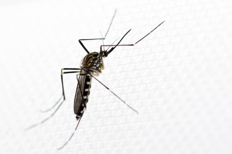 Weibchen der ostasiatischen Mückenart Aedes koreicus. 