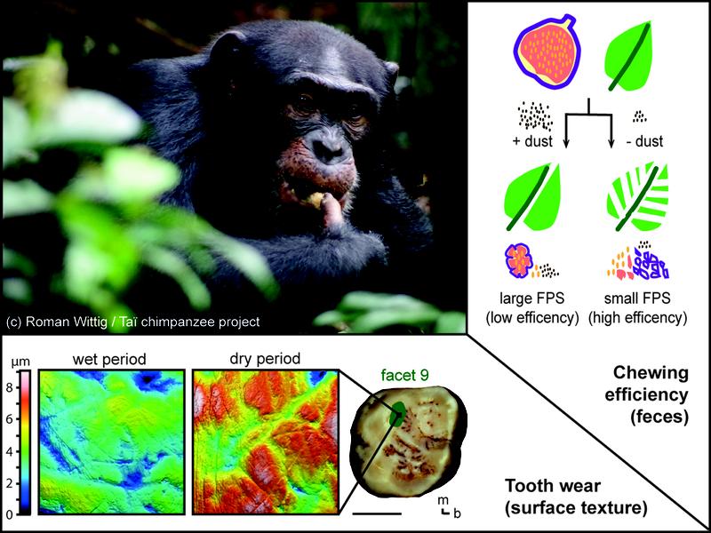Einfluss von Staub auf die Kauleistung von Schimpansen: Kotpartikelgröße und Zahnabrieb geben darüber Auskunft.