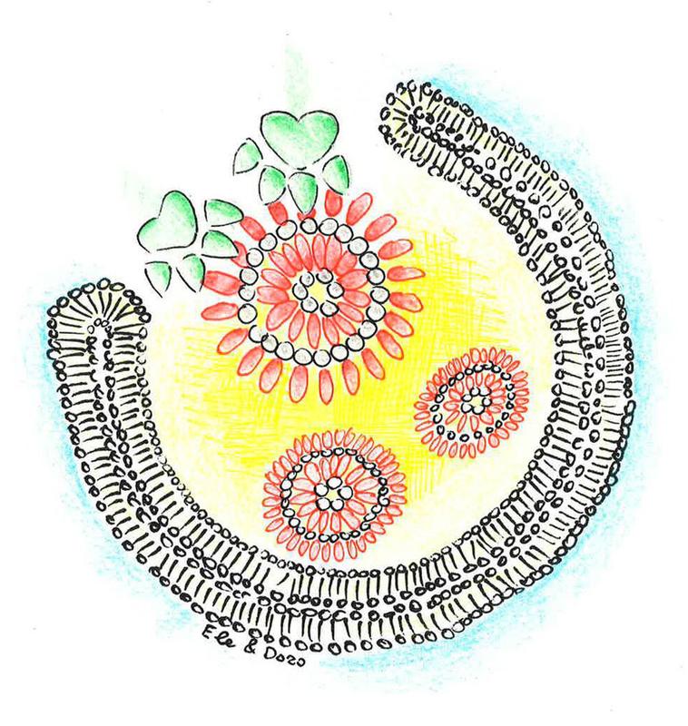 Illustration der Verpackung des zellulären Mülls durch die wachsende Membran des Autophagosome sowie der Kralle des FIP200 Proteins.
