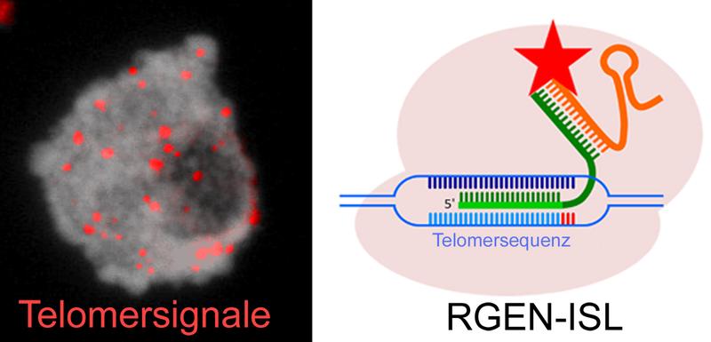 Zellkern der Fleckbohne mit Telomer-spezifischen Signalen (in rot), welche mit Hilfe der CRISPR/Cas9-basierten REGN-ISL Methode detektiert wurden. 