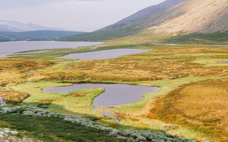 Permafrost peatlands in the Republic of Komi 