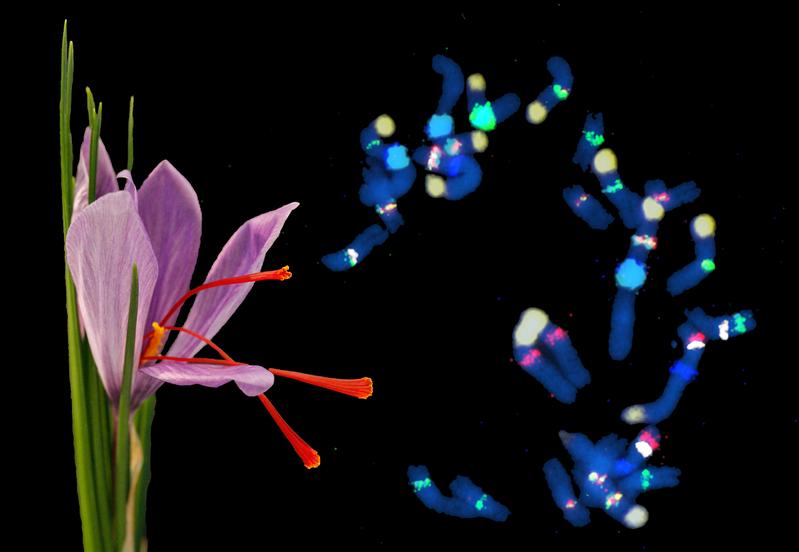 Flower of the saffron crocus with three orange carpels