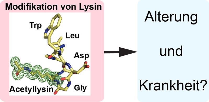 Grafik zur Modifikation von Lysinen