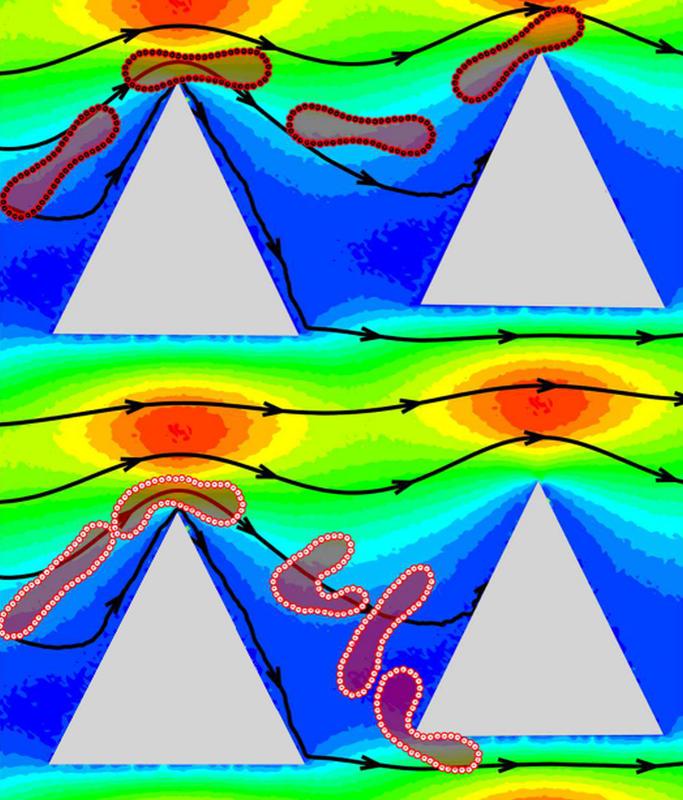 Computersimulationen zeigen, wie unterschiedlich elastische rote Blutkörperchen dreieckige Trennstäbe umströmen. 
