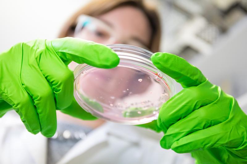 The petri dish holding brain organoids used to observe the migration of neurons 