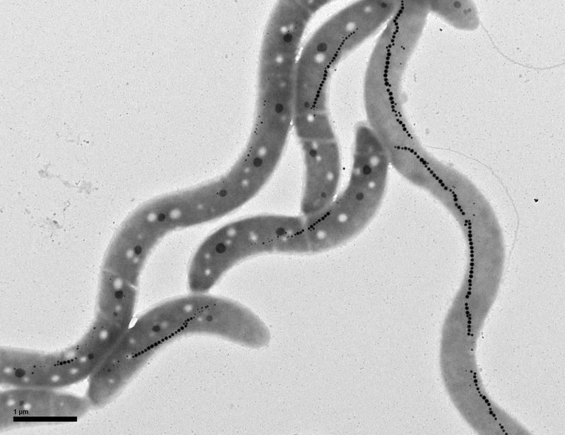 Bakterien der Spezies Magnetospirillum gryphiswaldense, denen das Protein PopZ fehlt. Deshalb sind ihre Zellen anomal verlängert. Im Inneren der Bakterien sind die Magnetosomen sichtbar.