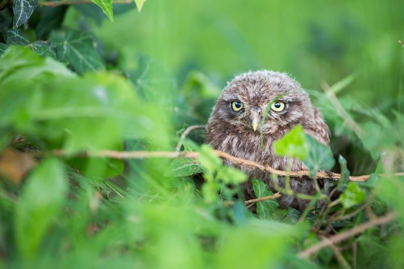  Eine natürliche Wiederansiedlung der Steinkäuze in der Nordschweiz ist möglich. Foto: Ralph Martin 