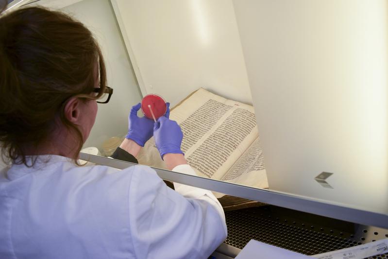 Dr. Cecilia Flocco (DSMZ) in der Bibliotheca Albertina beim Abnehmen erster Mikrobenproben von mittelalterlichen Pergamenthandschriften.   