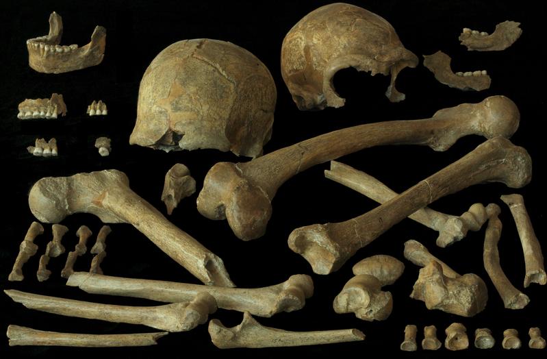 Die Analyse von Knochen aus Spy gab Aufschluss über Ernährung und Mobilität der dortigen Neandertaler.