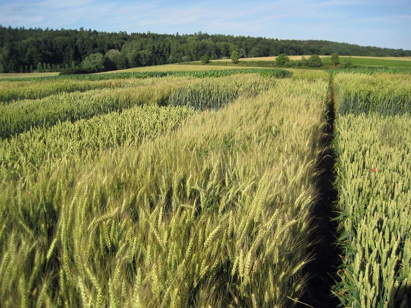 Conventionally cultivated lots at Technical University of Munich’s research station Dürnast.