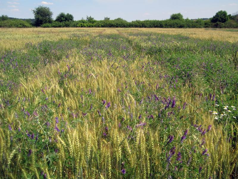 Wheat field at Technical University of Munich’s ecologically managed research station Viehhausen.