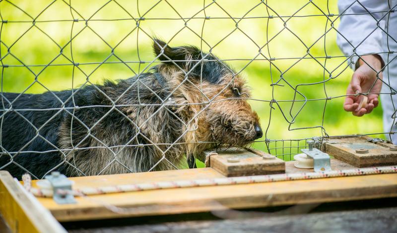 Hunde dagegen, folgen unseren Vorgaben. Die Kooperationsbereitschaft haben ihnen allerdings die wilden Vorfahren in die Wiege gelegt