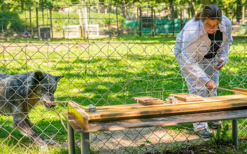 Wolves cooperate with humans, but they take the lead.