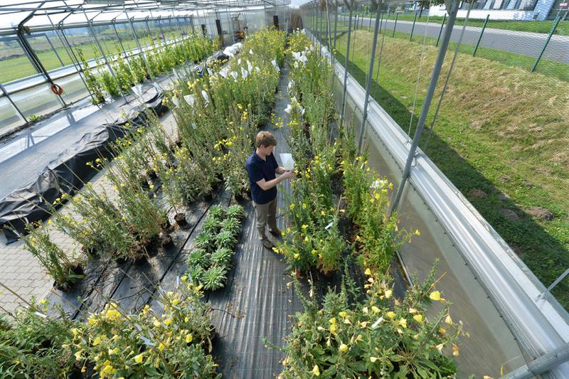 Chloroplast research in the evening primrose in the summer foil greenhouse at the MPI-MP.