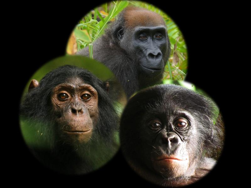 Schimpansen (links), Gorillas (Mitte) und Bonobos (rechts) bemerken neue Objekte in ihren natürlichen Lebensräumen, reagieren jedoch unterschiedlich darauf. 